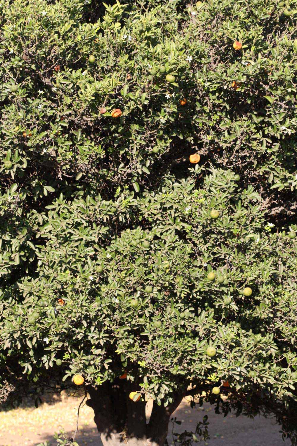            Habit (Riverside, CA)   